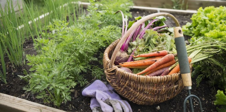 How To Grow A Kitchen Garden In Your Backyard