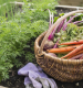 How To Grow A Kitchen Garden In Your Backyard